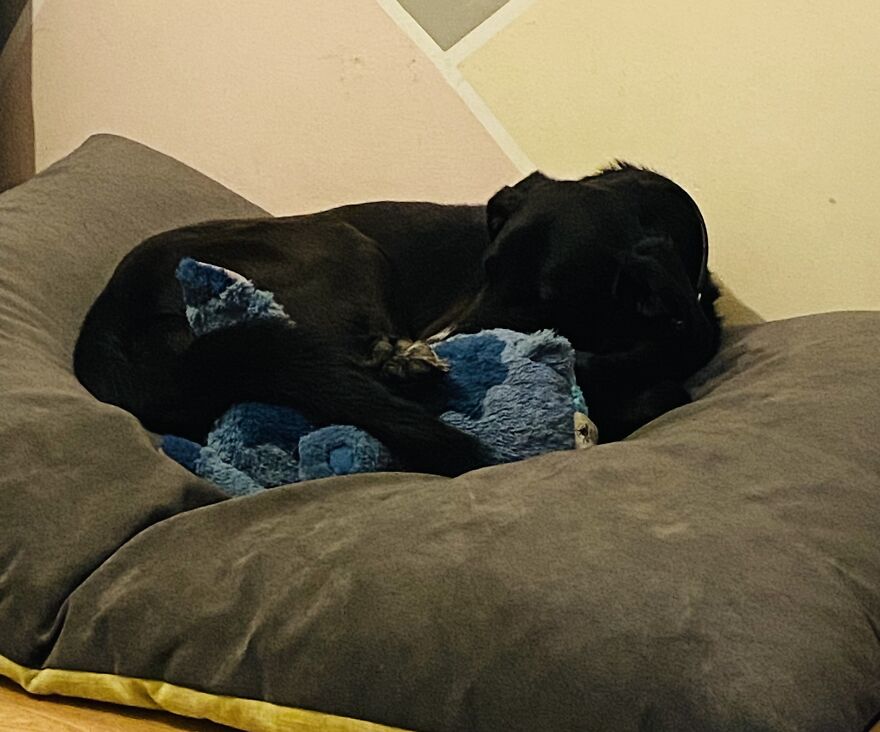 Pandas Show Me Your Pets Loving Their Plushies