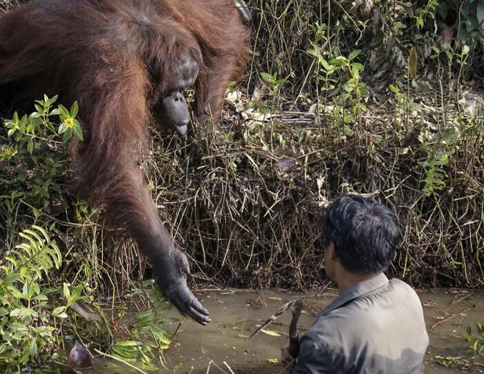 This Wild Orangutan Tried To Save A Man From A Snake Infested Pond Believing That He Was In Danger. The Man Was Actually There To Remove Snakes From The Pond To Keep The Apes Safe. This Ape Made Repeated Attempts To Help The Man, By Reaching Out His Hand