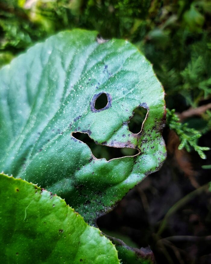 An image of a leaf that looks like it's smiling