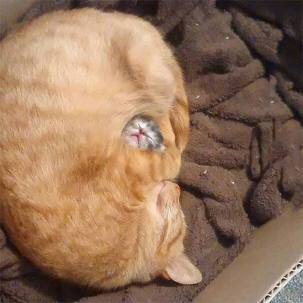 This Is My Cat Guarding Her First And Only Baby. She's Extra Protective Of Him