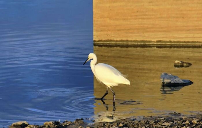 This Is A Real Picture Taken By Photographer Keinichi Ohno. It's A Single Photo Of A Bird Standing At The Edge Of Some Water With A Wall And Its Reflection Creating A Fascinating Optical Illusion