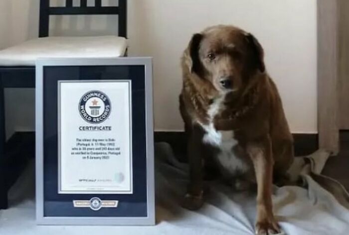 Earlier This Year, A Portuguese Dog Named Bobi, Set The Record For The Worlds Oldest Dog. He’s 30 Years Old