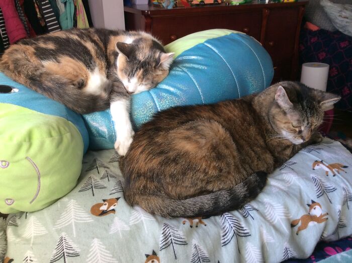 Cozy Kitties