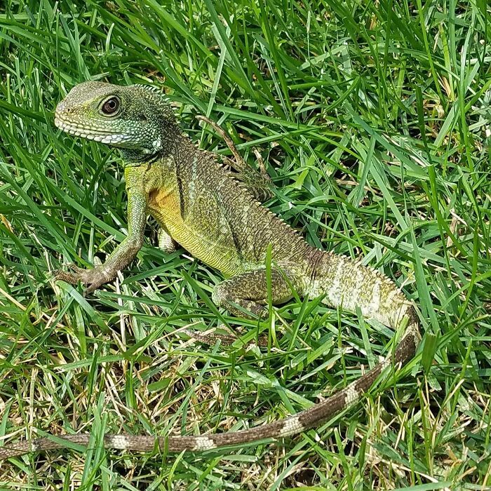 Bubba, Our Old Chinese Water Dragon. Rip Bubba 😭