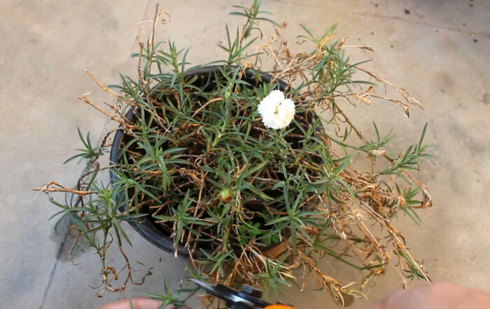 Withered Dianthus plant in pot