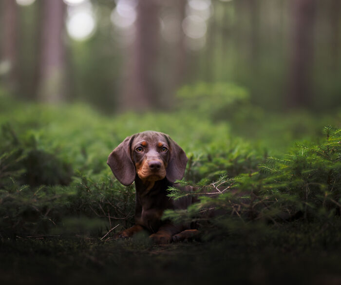 I Am A Dog Photographer And I Try To Capture The Dogs Personality