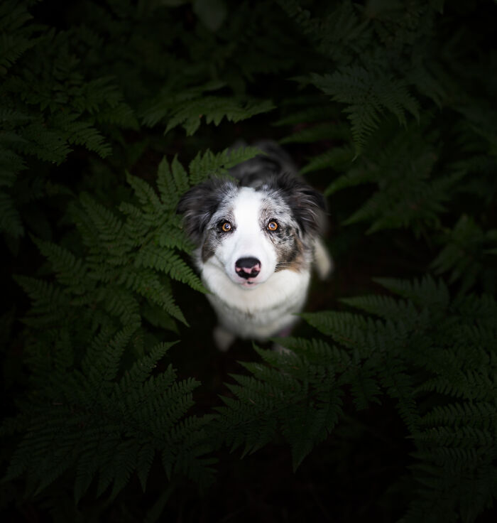 I Am A Dog Photographer And I Try To Capture The Dogs Personality
