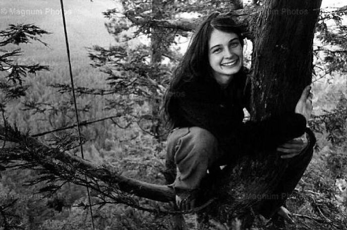 On December 10, 1997 Julia Hill Climbed A Thousand Year Old Californian Redwood Tree And She Didn't Come Down For Another 738 Days