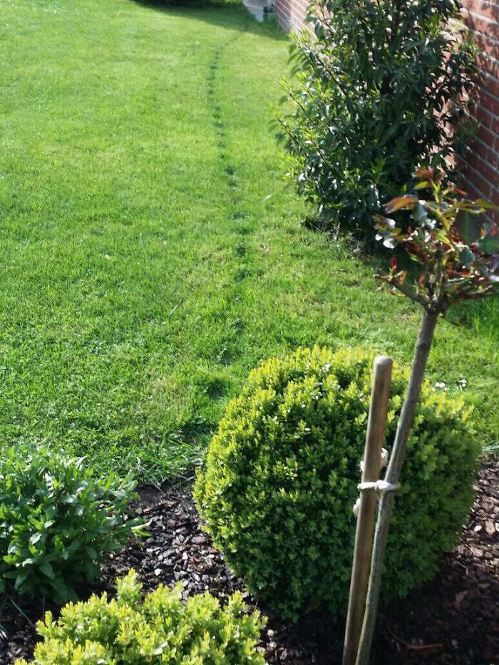 My Parents' Cat Always Follows The Same Path Through Their Garden