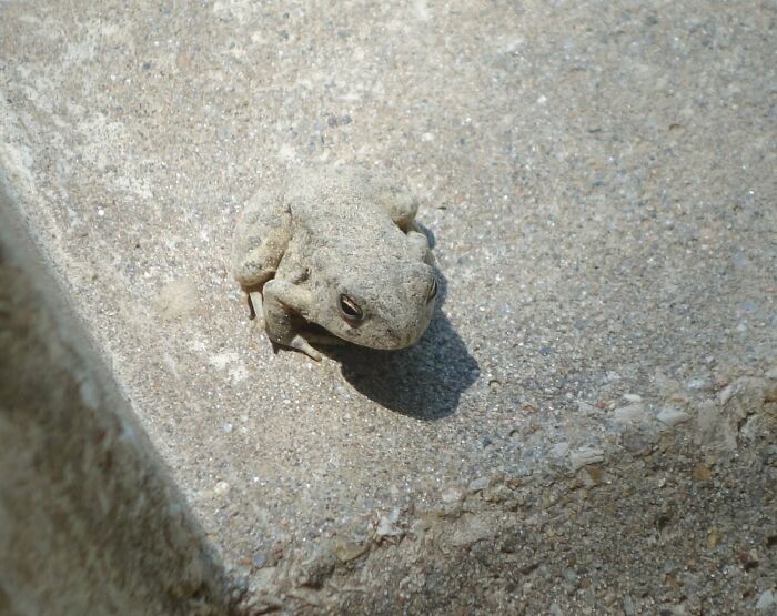 This Frog Blends In With The Concrete Bench It Is Sitting On