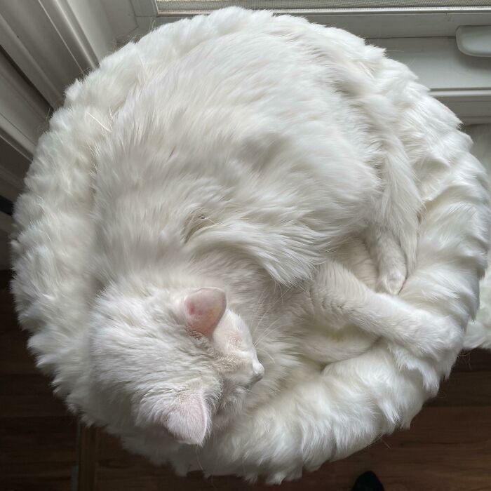 My Girlfriend's Cat That Blends Into His Bed