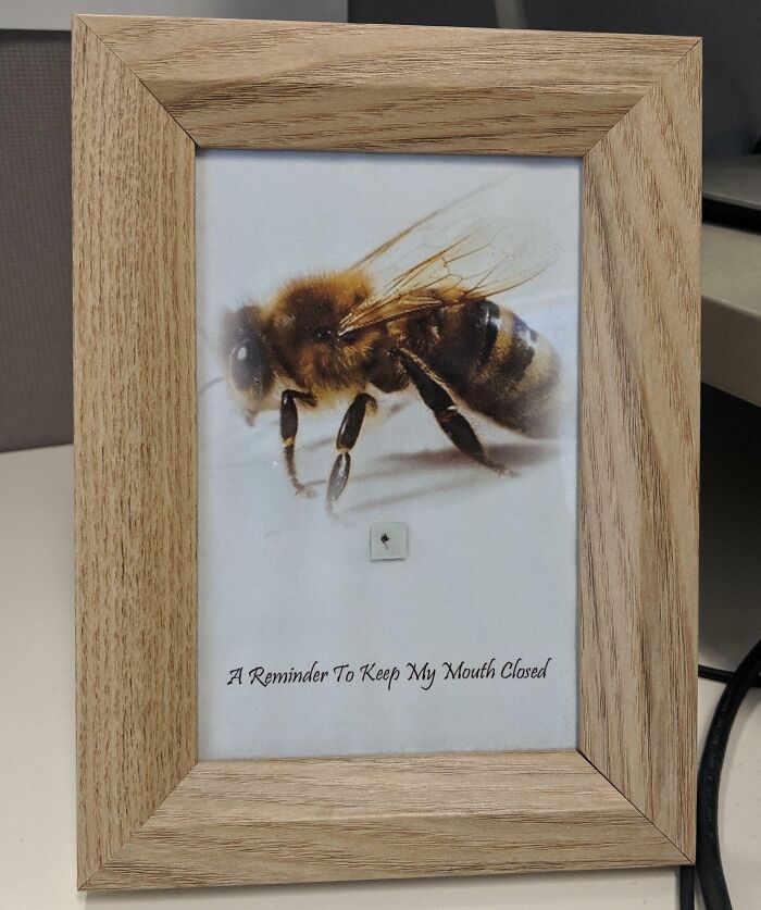 My Colleague Got Stung In The Mouth By A Bee. Our Boss Framed The Stinger And Left It On His Desk