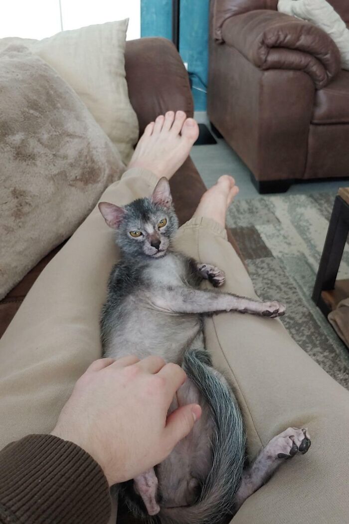 This Spooky Cat Is Called A Lykoi. They Have A Naturally Occurring Fur Pattern Which Results In No Undercoat And A Constantly Changing Fur Pattern