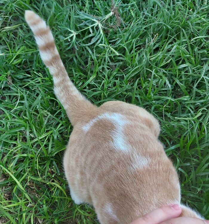 This Cat Has A Question Mark On Its Back