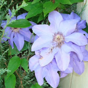 aletabilladeau avatar