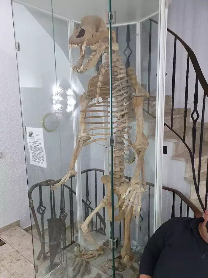 My Doctor Has A 33000-Year-Old Cave Bear Skeleton On Display