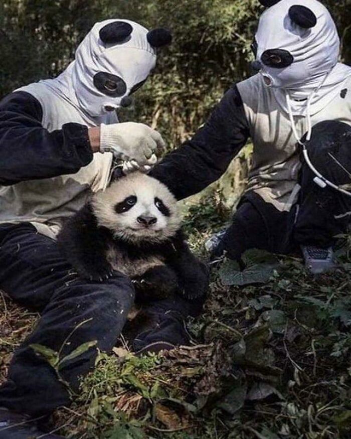 Panda Caretakers In China