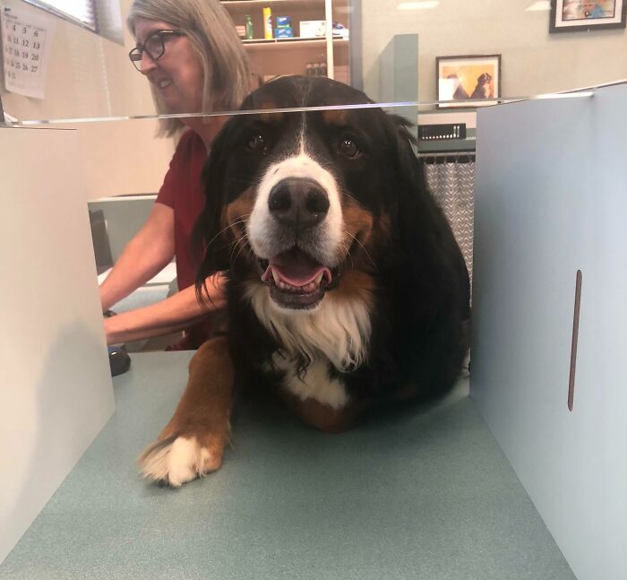 I Got Sent To A Dentist Who Treats Patients With Really Bad Anxiety, And They Have Therapy Dogs There To Help Calm You Down Before You Go In