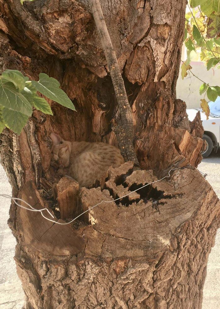 A Feral Kitty Sleeping In Our 50-Year-Old Tree Trunk
