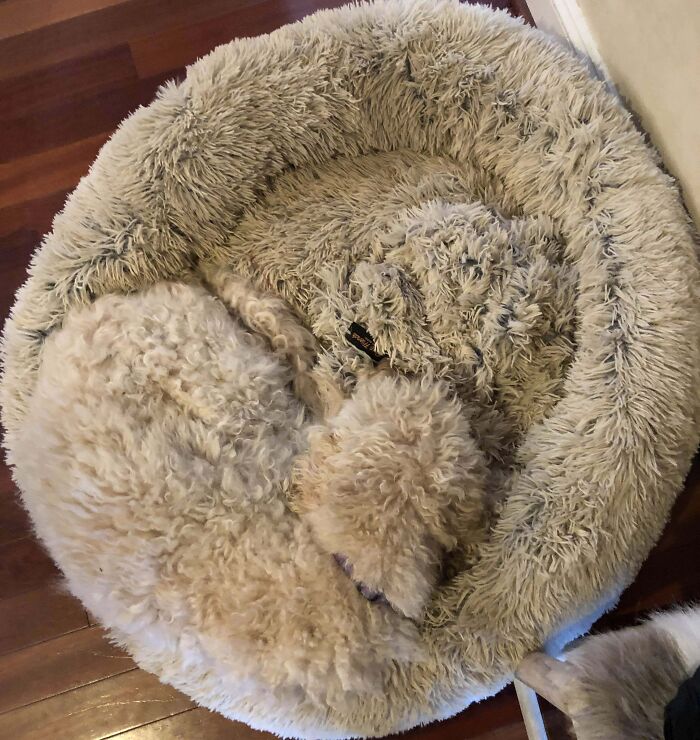 Can You See Her? My Friend’s Dog In Her Bed