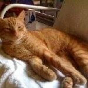 yellowcat_foxley avatar