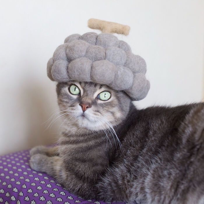 Cat wearing a tiny hat made by Umatan and Rojiman