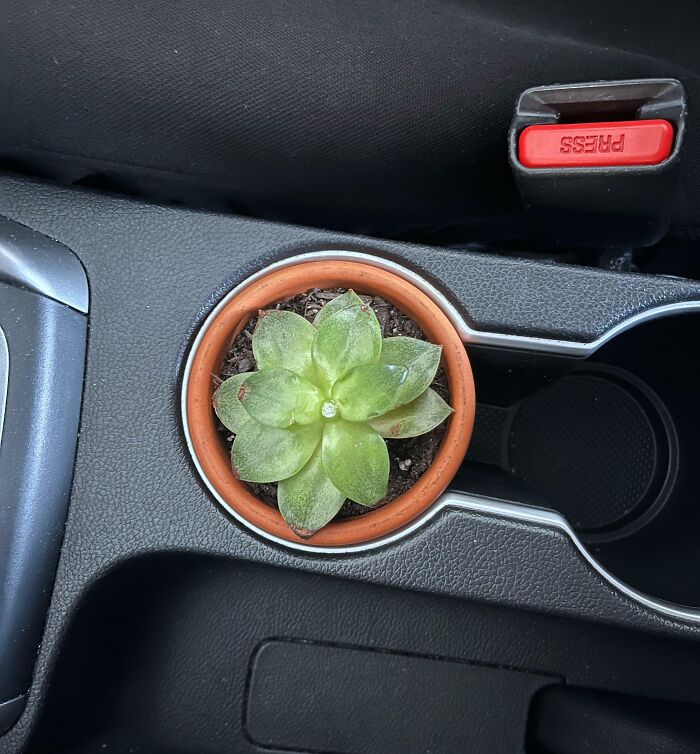 Potted Little Friend In My Cupholder