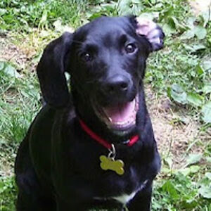 mischellelutz avatar