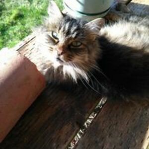 spforeverme42069 avatar