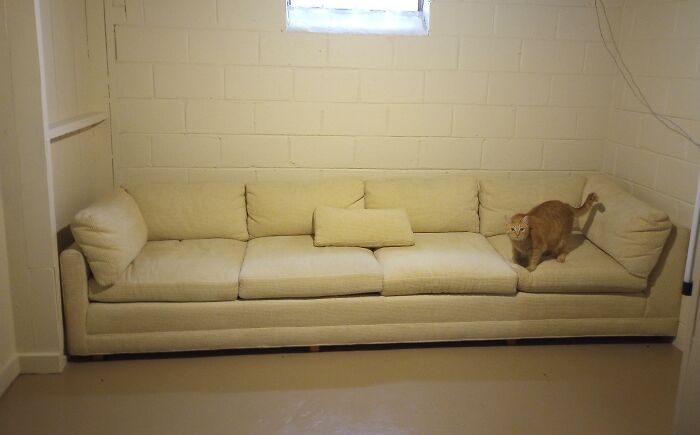 We Just Thrifted This Couch For Our Basement