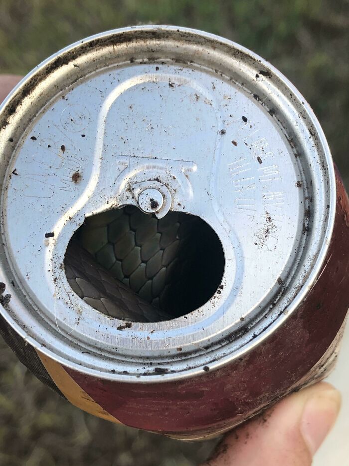 This Snake I Found In A Can Last Summer