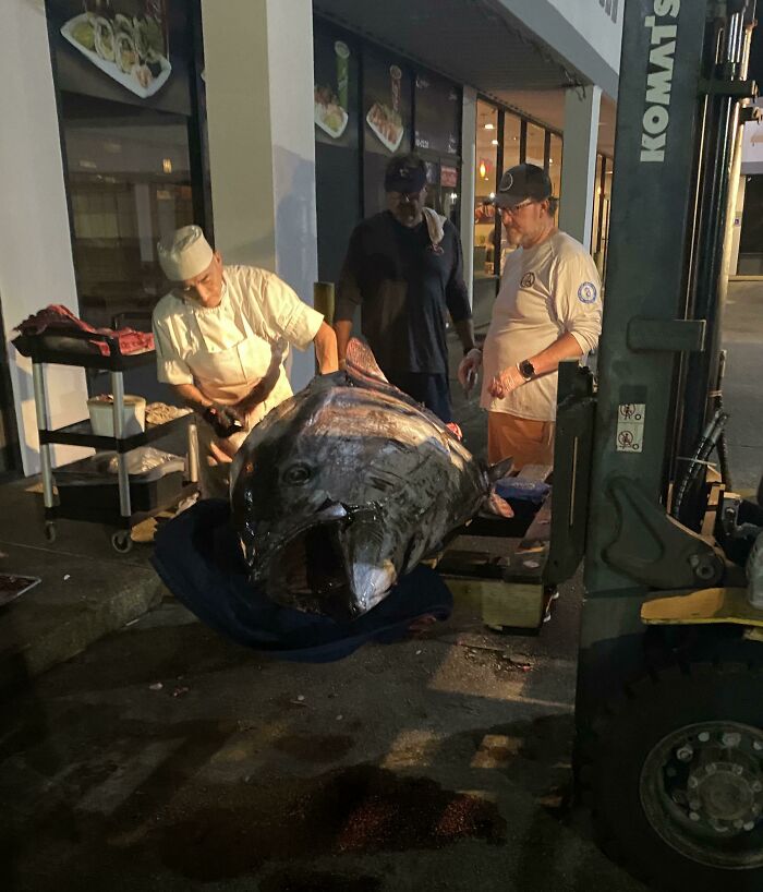 The Sushi Place Next To My Job Was Carving Up This Giant 700 Pound Bluefin Tuna