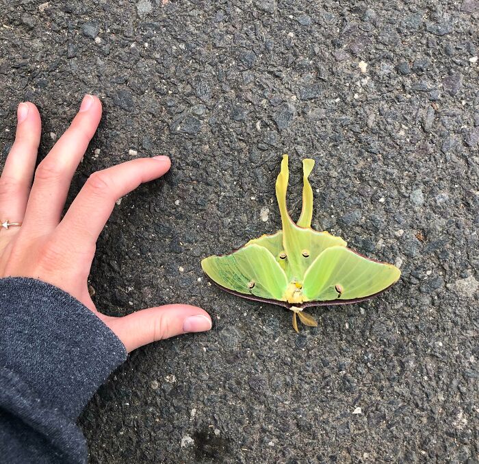 This Cool Luna Moth I Found Outside Of Work This Morning