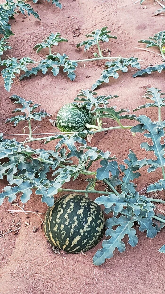 Found A Wild Watermelon Plant In The Sahara Desert