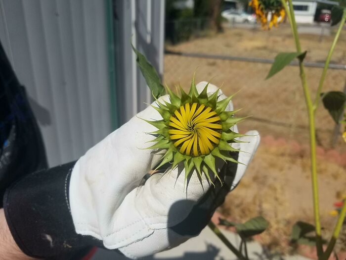 This Sunflower We Found In Our Desert Garden