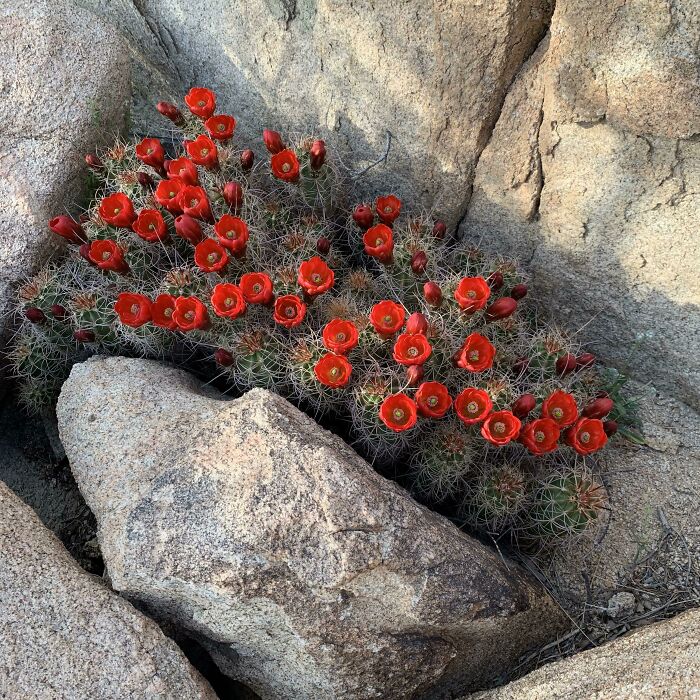 Rare Super Blooms In The Desert Of Joshua Tree, CA