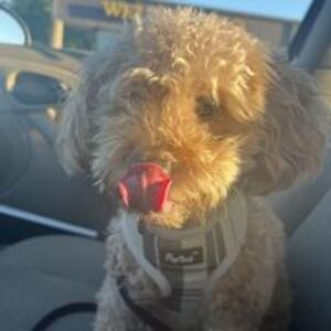 susie_gustafson avatar