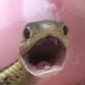 matthiasevans avatar