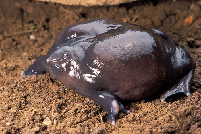 The Purple Frog, Discovered By Scientists In 2003