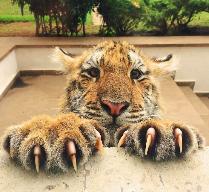Just A Tiger Cub, How Dangerous Could They Be?