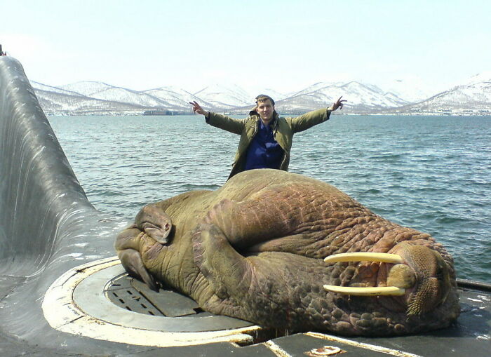 A Walrus Asleep On A Russian Submarine [x-Post From /R/Wtf]