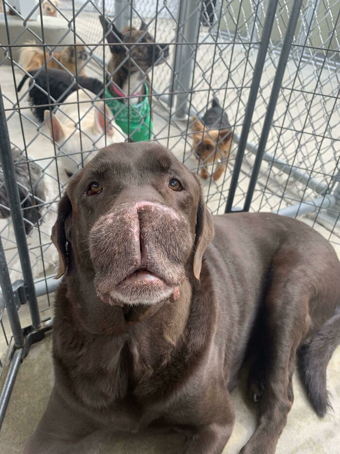 Tank Had To Have Part Of His Snoot Removed But He’s Still A Good Boy