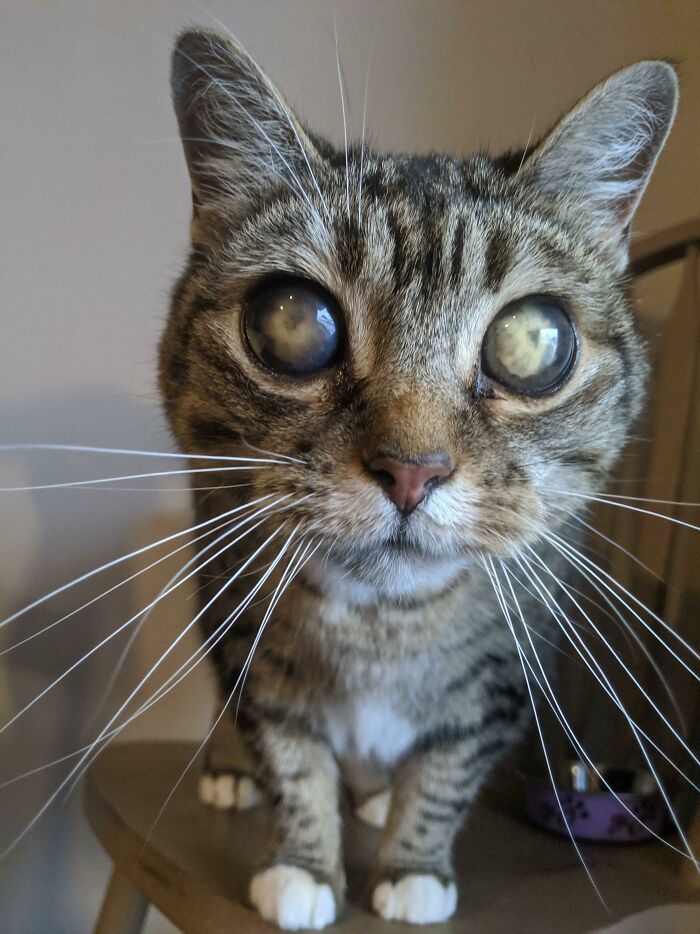 Our Family Cat Squeak, Around 11 Years Old. Went Blind Around 6. Longest Whiskers In The West