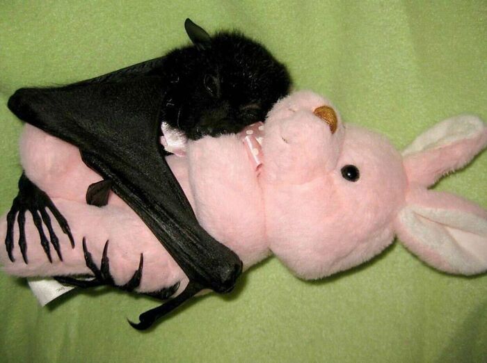 Baby Bat Hugging A Stuffed Rabbit