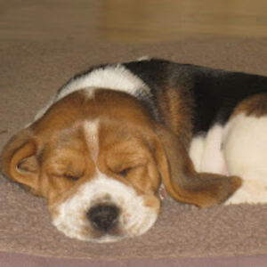 nicholasbaron avatar