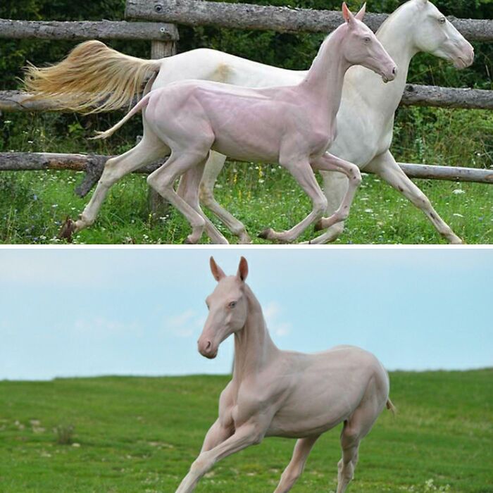 Hairless Horse