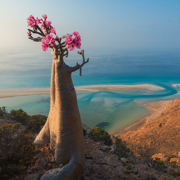 A Desert Rose In Yemen