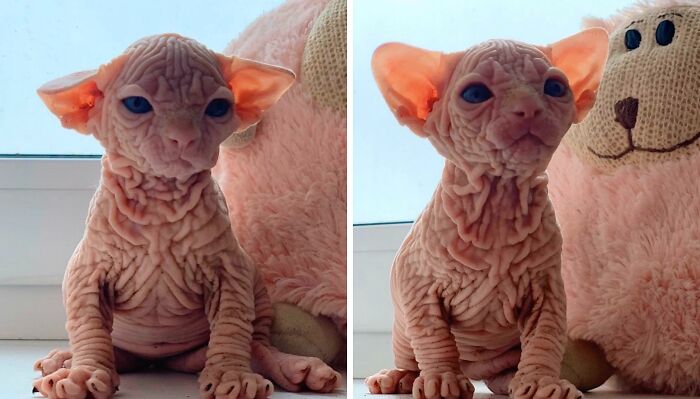 Wrinkly Cat