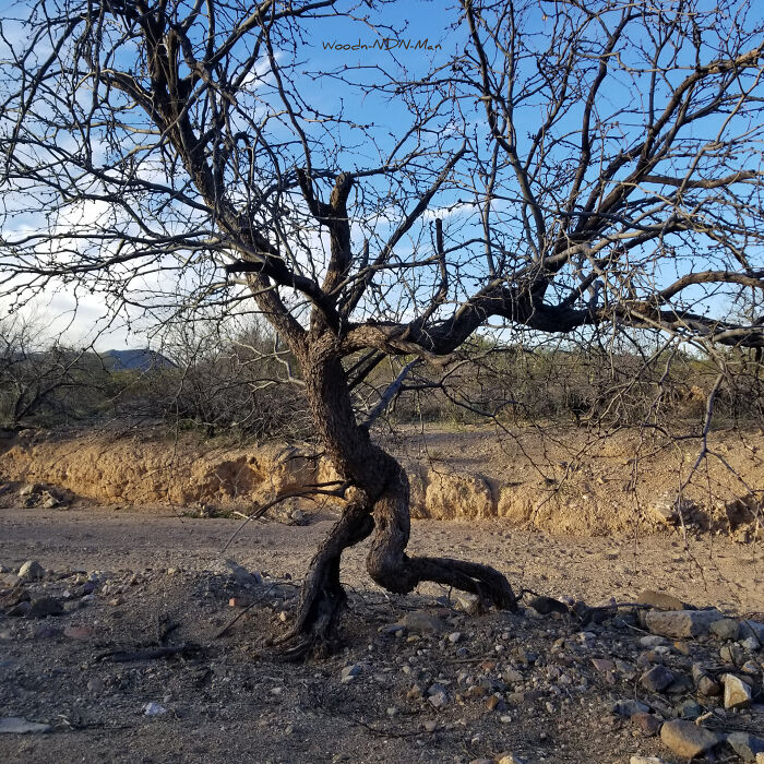 Walking Mesquite In The Sonoran Desert