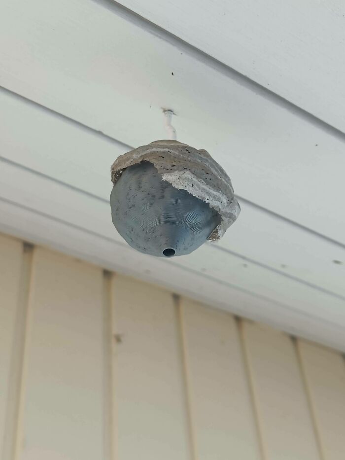 I Have Fake Wasp Nest And Real Wasps Started To Build On It
